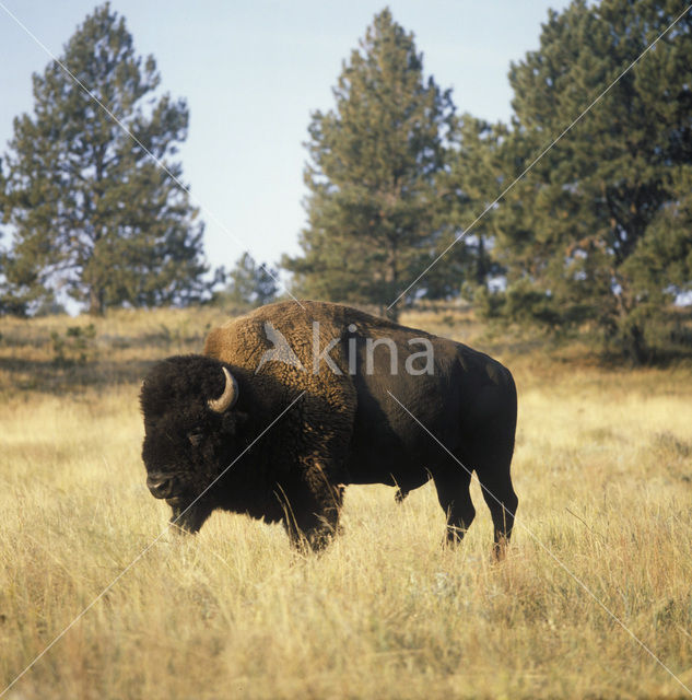 Bizon (Bison bison)