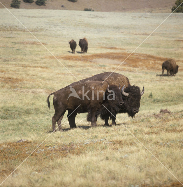 Bizon (Bison bison)