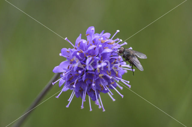 Blauwe knoop (Succisa pratensis)