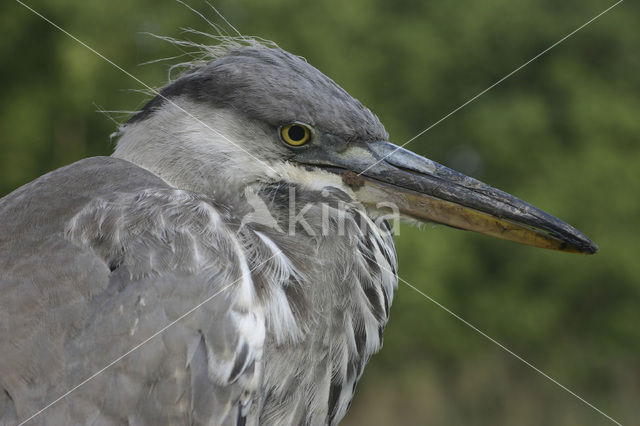 Blauwe Reiger (Ardea cinerea)