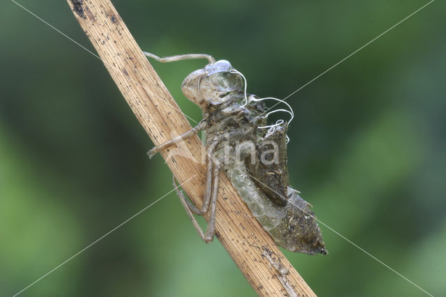 Bloedrode heidelibel (Sympetrum sanguineum)