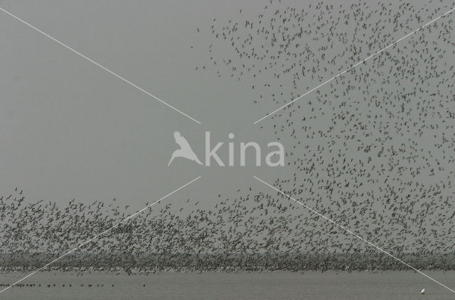 Dunlin (Calidris alpina)