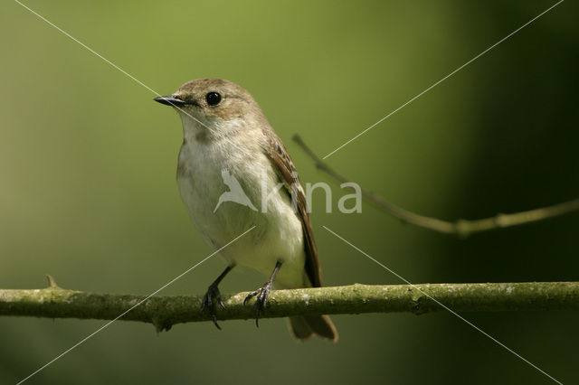 Bonte Vliegenvanger (Ficedula hypoleuca)