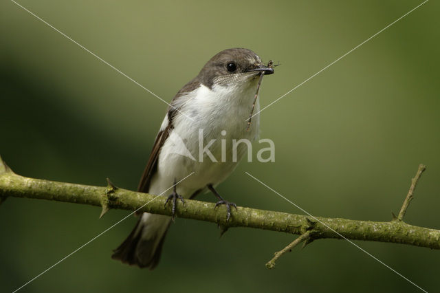 Bonte Vliegenvanger (Ficedula hypoleuca)