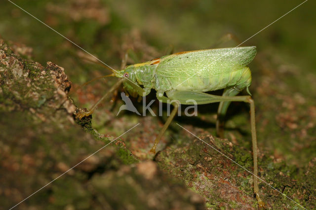 Boomsprinkhaan (Meconema thalassinum)