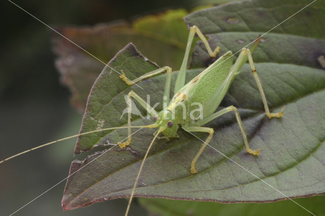 Boomsprinkhaan (Meconema thalassinum)