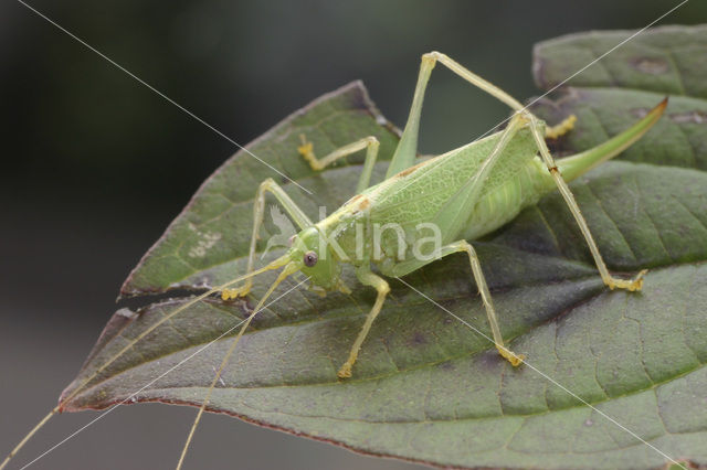 Boomsprinkhaan (Meconema thalassinum)