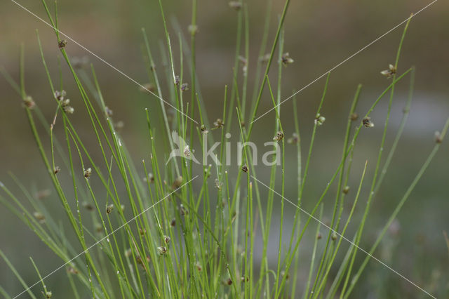 Bristle Club-rush (Isolepis setacea)