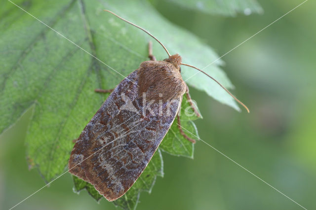 Bosbesuil (Conistra vaccinii)