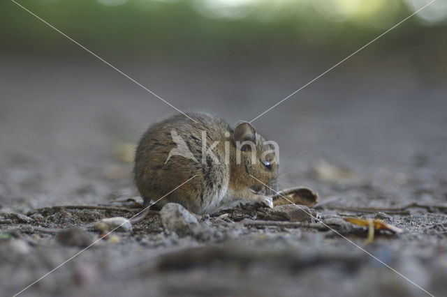 Bosmuis (Apodemus sylvaticus)