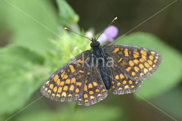 Bosparelmoervlinder (Melitaea athalia)