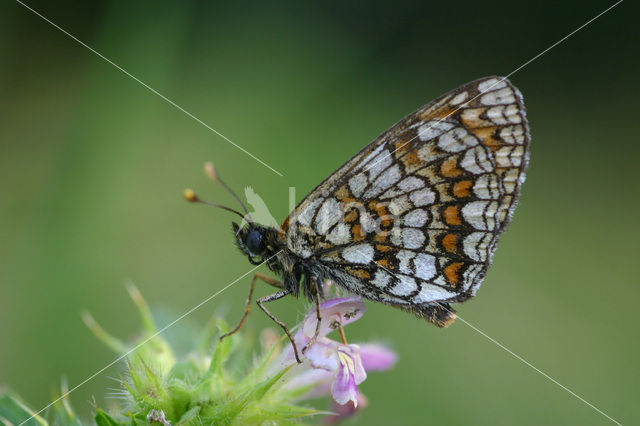 Bosparelmoervlinder (Melitaea athalia)