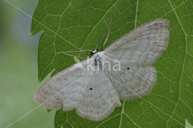 Bosspanner (Scopula immutata)