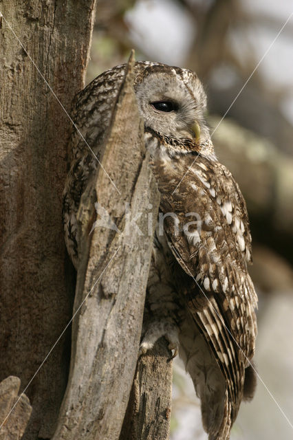 Bosuil (Strix aluco)