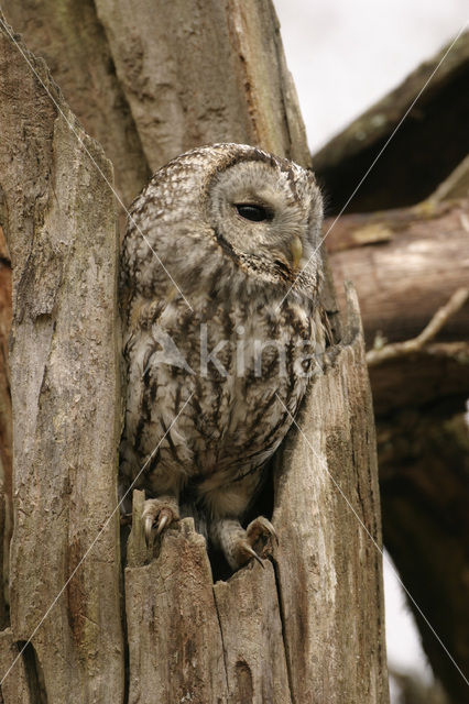 Tawny Owl (Strix aluco)