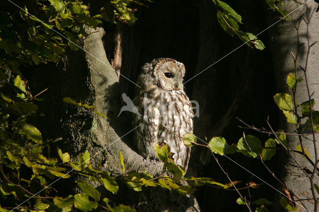 Bosuil (Strix aluco)