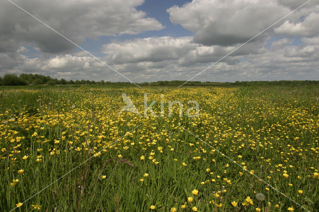 Buttercup (Ranunculus)