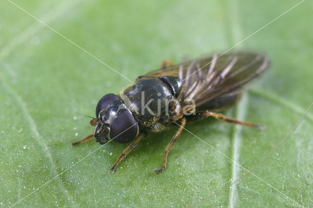 Bruin gitje (Cheilosia latifrons)