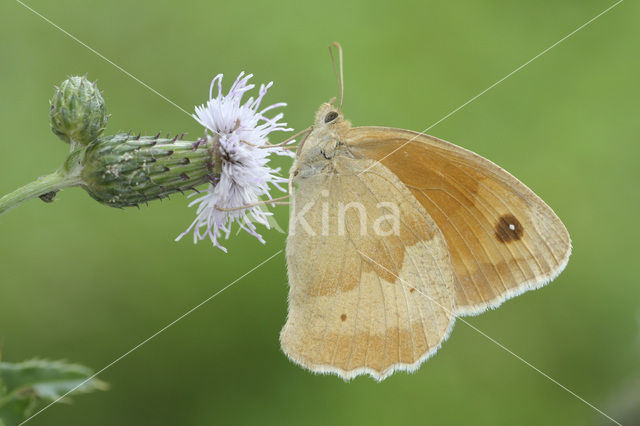 Bruin zandoogje (Maniola jurtina)