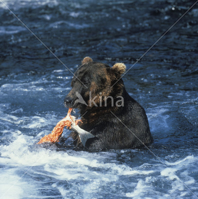 Bruine beer (Ursus arctos)