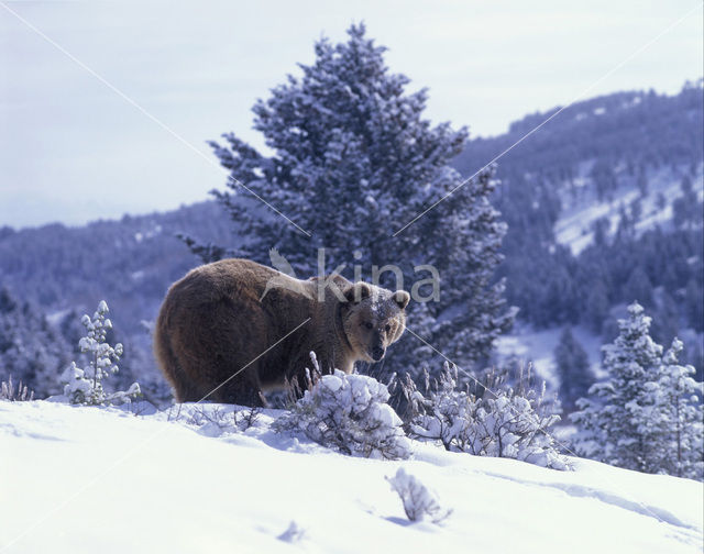 Bruine beer (Ursus arctos)