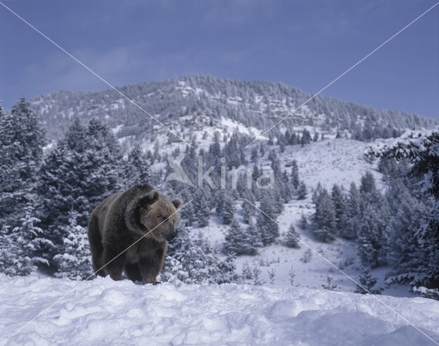 Bruine beer (Ursus arctos)