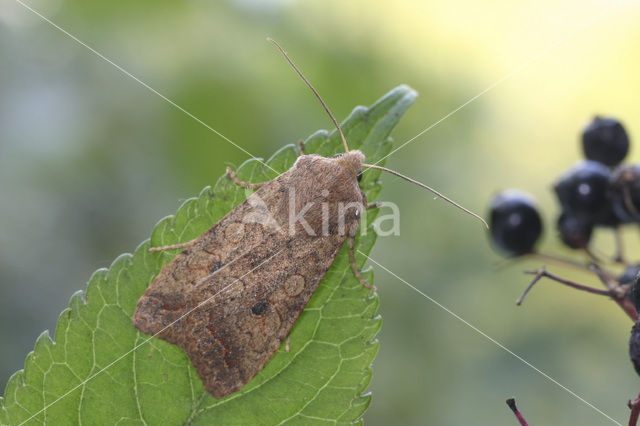 Bruine herfstuil (Agrochola circellaris)