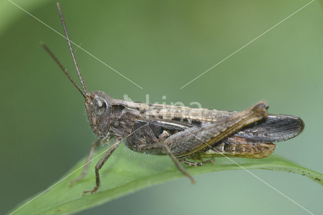 Bruine sprinkhaan (Chorthippus brunneus)