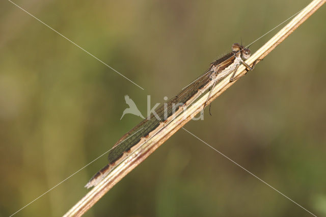 Bruine winterjuffer (Sympecma fusca)