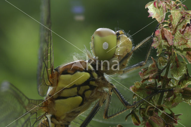 Bruinrode heidelibel (Sympetrum striolatum)