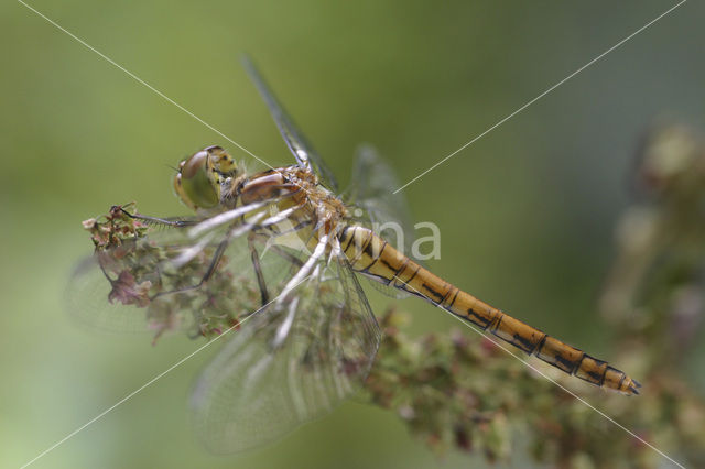 Bruinrode heidelibel (Sympetrum striolatum)