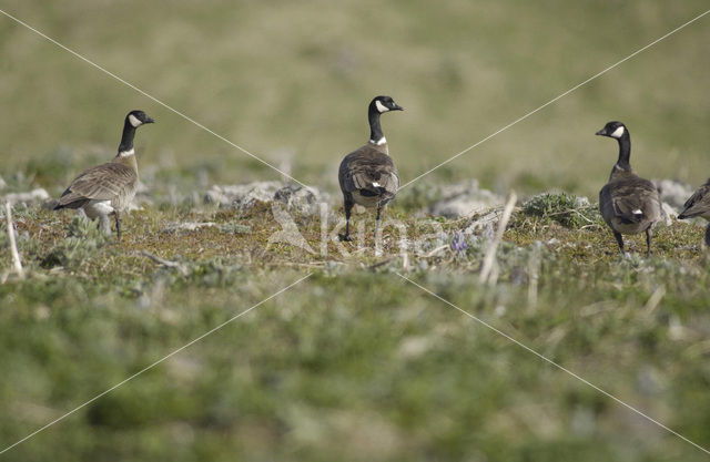 Canadese Gans ssp ondersoort Aleoeten