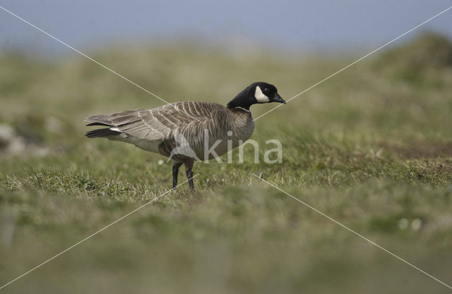 aleutian canada goose (Branta canadensis leucopareia)