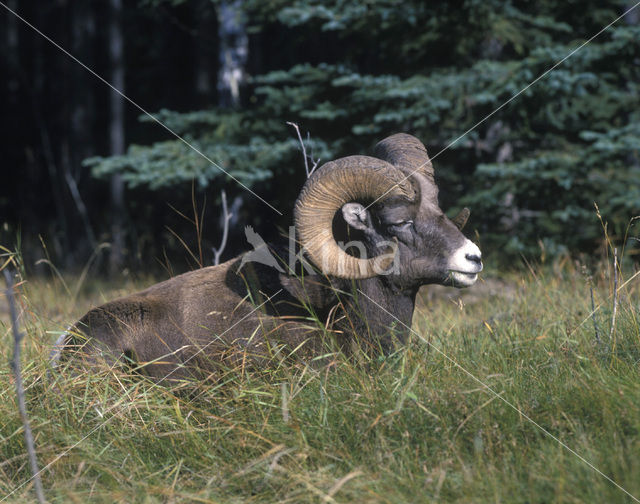 Dikhoornschaap (Ovis canadensis)