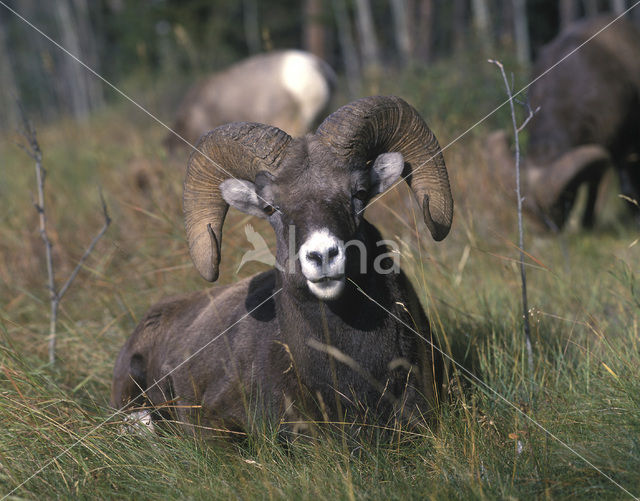 Dikhoornschaap (Ovis canadensis)