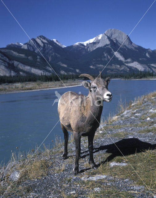 Dikhoornschaap (Ovis canadensis)