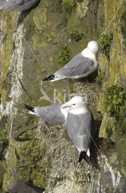 Black-legged Kittiwake (Rissa tridactyla)