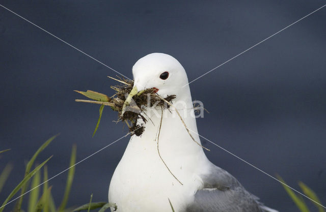 Black-legged Kittiwake (Rissa tridactyla)