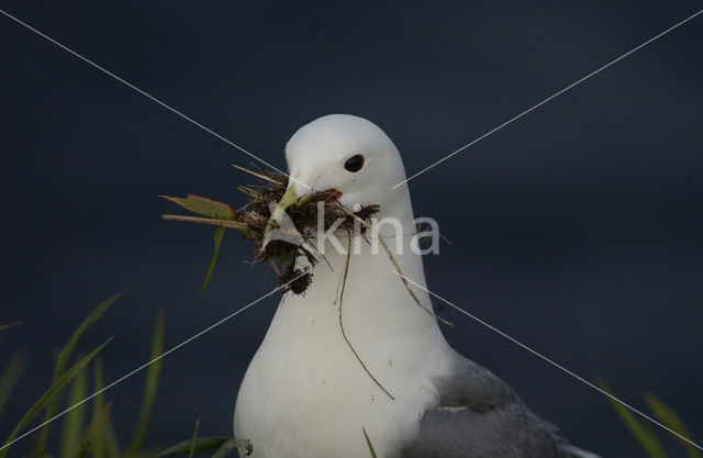 Black-legged Kittiwake (Rissa tridactyla)