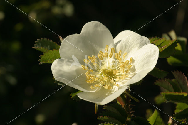 Duinroosje (Rosa pimpinellifolia)