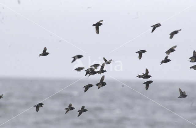 Least auklet (Aethia pusilla)