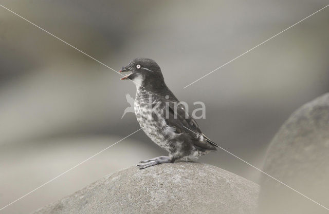 Least auklet (Aethia pusilla)