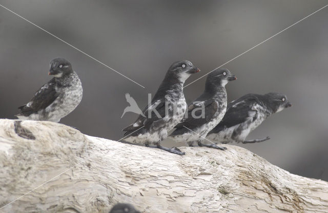 Least auklet (Aethia pusilla)