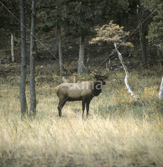 Edelhert (Cervus elaphus)