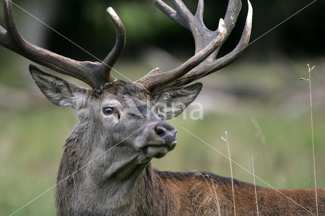 Edelhert (Cervus elaphus)