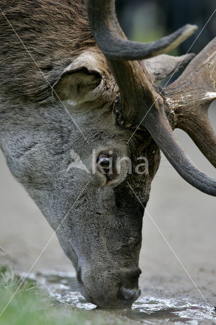 Edelhert (Cervus elaphus)