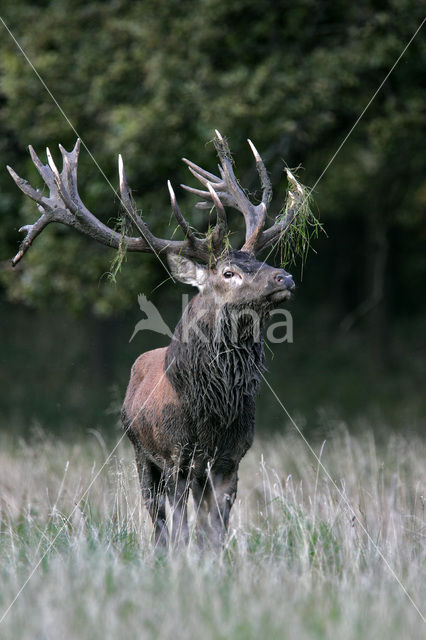 Edelhert (Cervus elaphus)