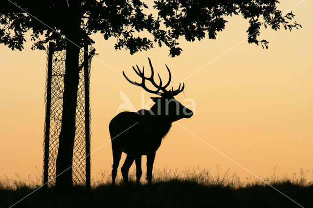 Edelhert (Cervus elaphus)