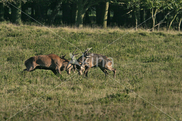 Edelhert (Cervus elaphus)