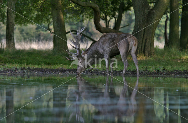 Edelhert (Cervus elaphus)